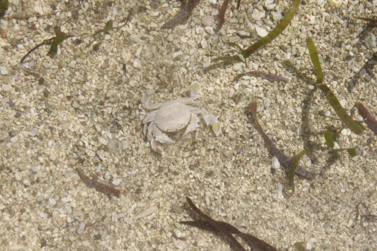 Round Island - Crab