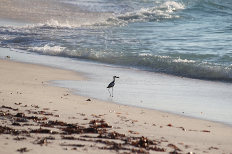 Bird Island - Reiherläufer