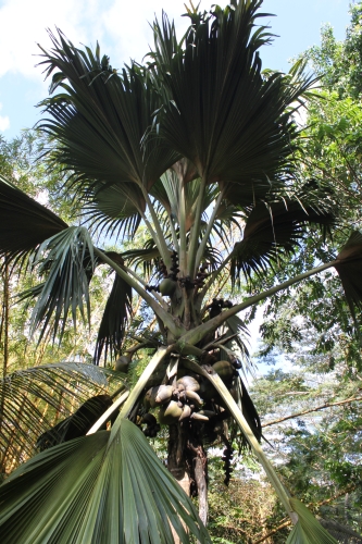 Jardin du Roi - Coco-de-Mer Palme