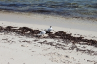 Bird Island - Greater Crested Terns