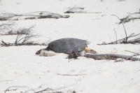 Bird Island - Sea turtle