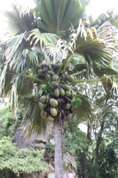 Botanical Garden - Coco-de-mer Palm tree