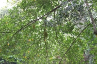 Botanical Garden - Jackfruit