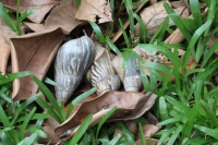Botanical Garden - Snails