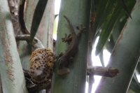 Praslin - Vallée de Mai - Big Gecko