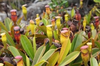 Mt. Copolia - Pitcher plants
