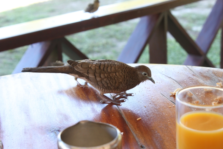 Bird Island - Barred Ground Dove