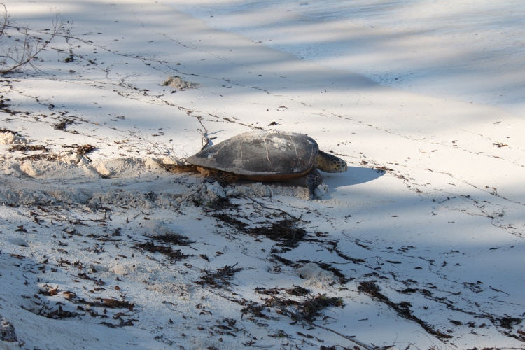 Bird Island - Sea turtle