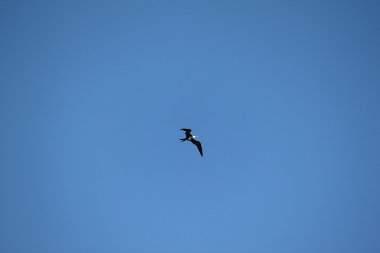 Bird Island - Frigatebird