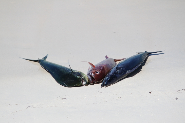 Bird Island - Fresh fish