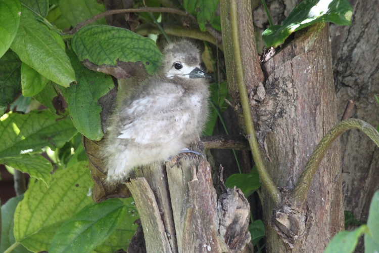 Bird Island - Fairy Tern Chick