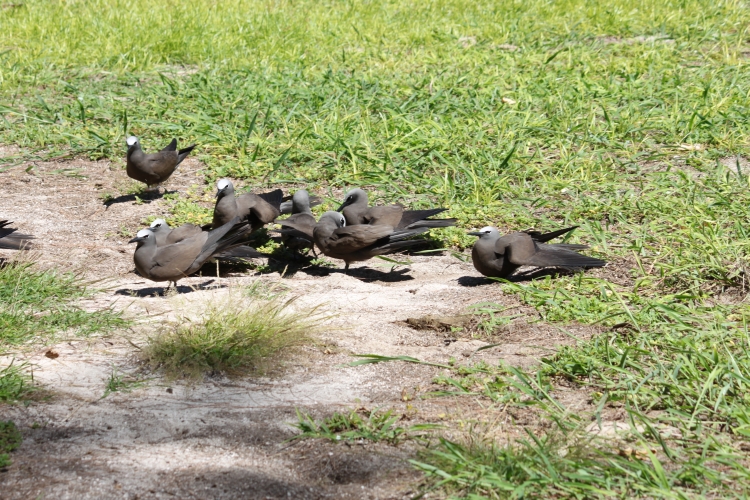 Bird Island - Noddies