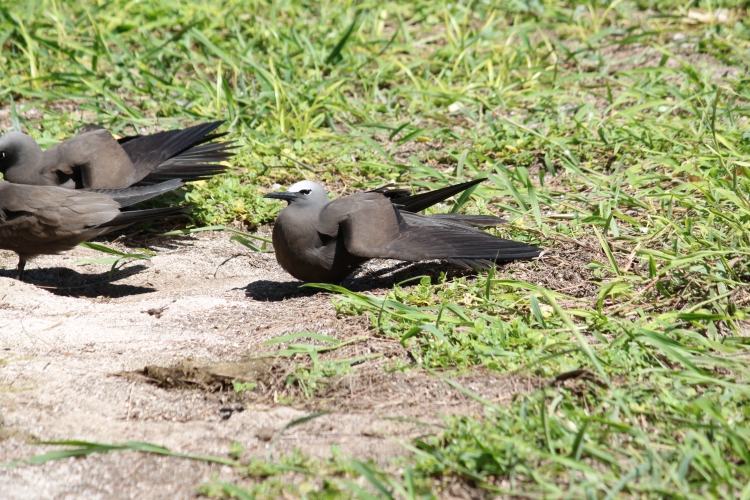 Bird Island - Noddies