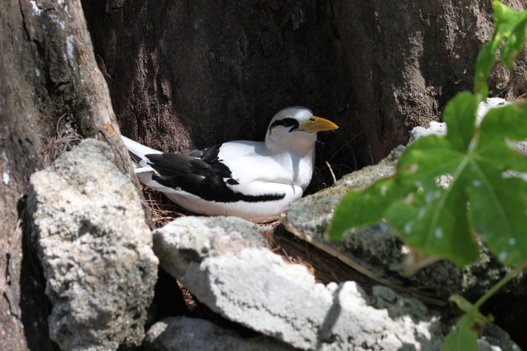 Bird Island - White-tailed Tropicbird