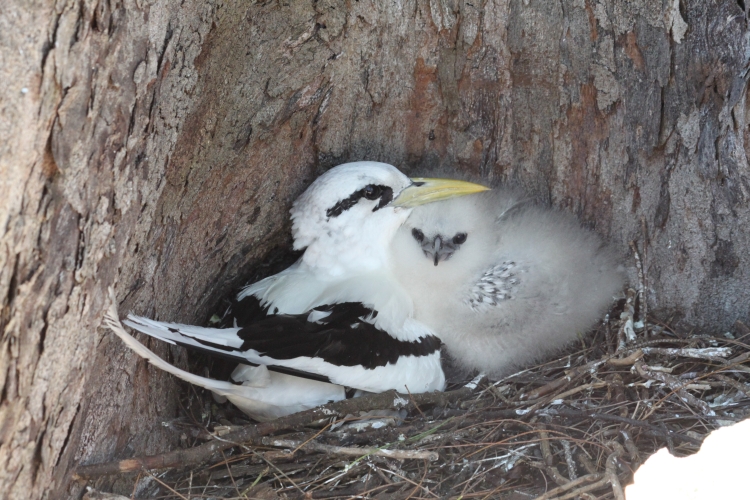 Bird Island - White-tailed Tropicbird