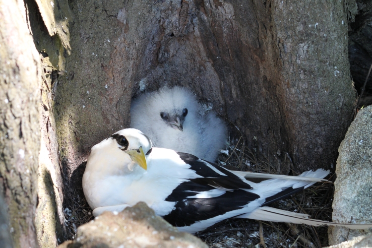 Bird Island - White-tailed Tropicbird