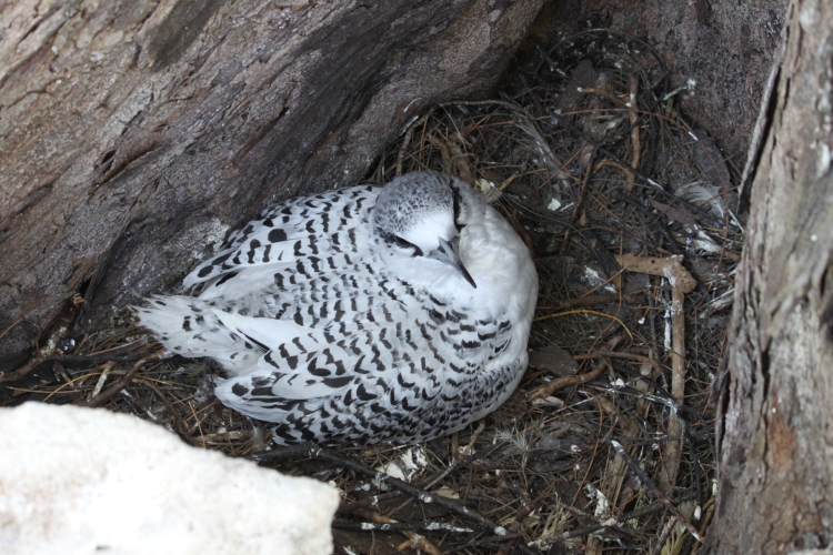 Bird Island - White-tailed Tropicbird