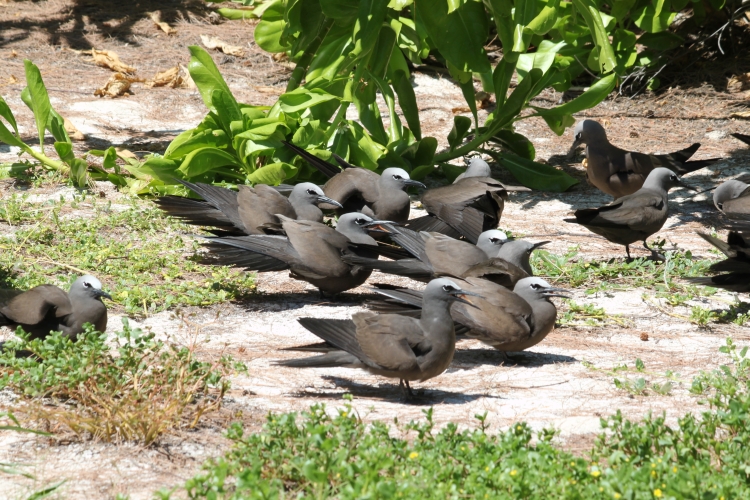 Bird Island - Noddies