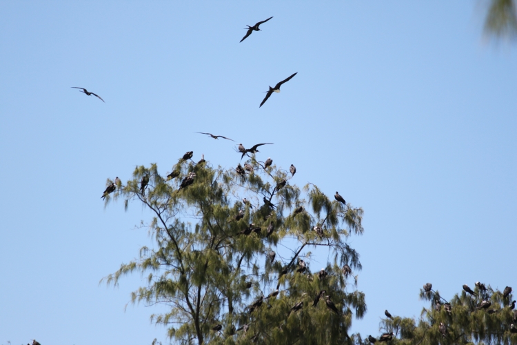 Bird Island - Frigatebirds