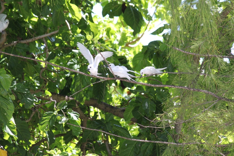 Bird Island - Fairy Terns