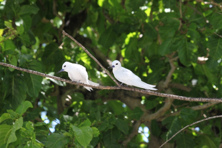 Bird Island - Fairy Terns