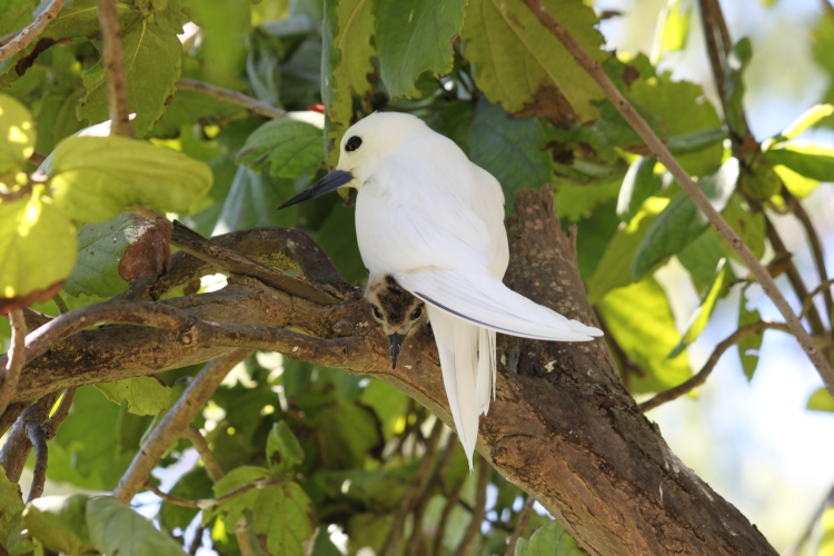 Bird Island - Fairy Terns