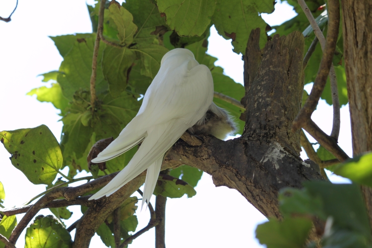 Bird Island - Fairy Terns