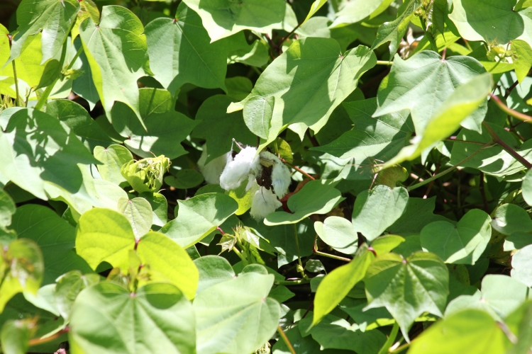 Bird Island - Cotton