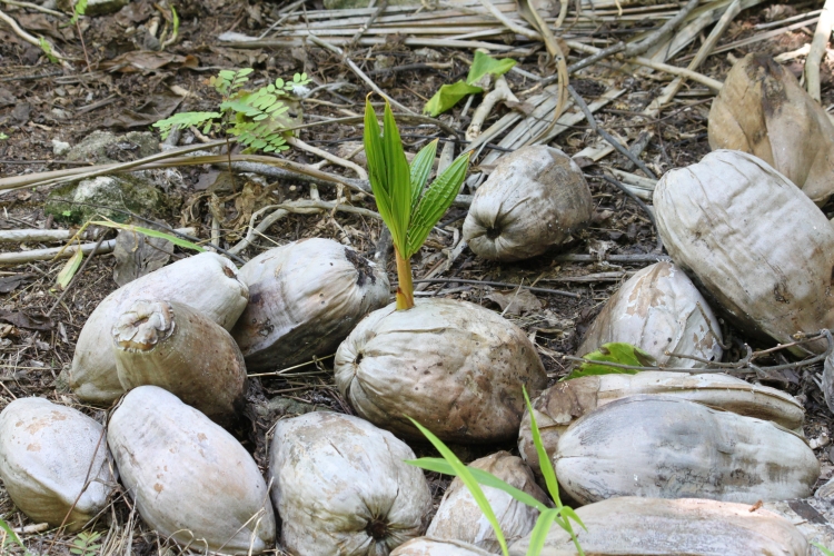 Bird Island - Sprouting Coconut