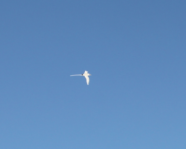 Bird Island - White-tailed Tropicbird