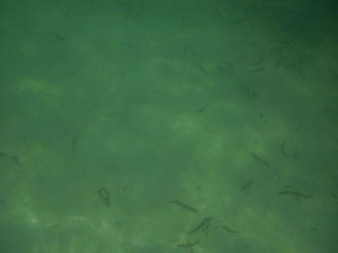 Bird Island - Underwater World - Eagleray