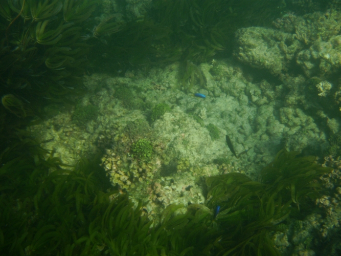 Bird Island - Underwater World