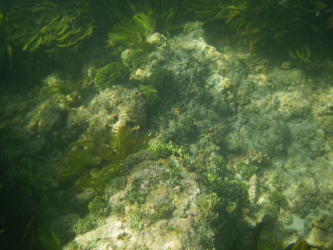 Bird Island - Underwater World