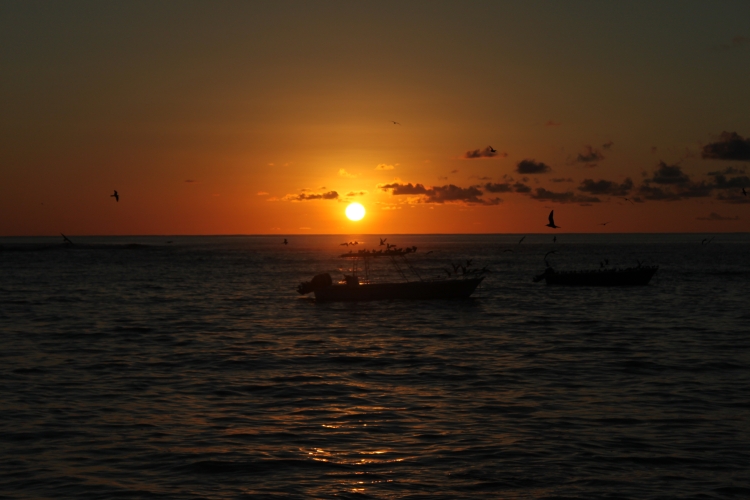 Bird Island - Sunrise