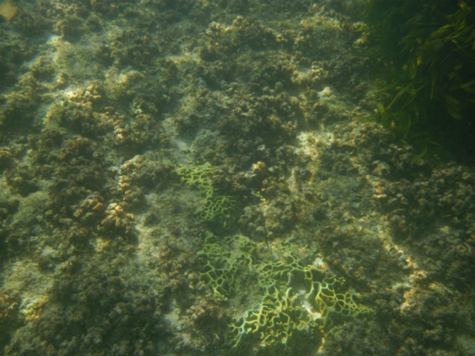 Bird Island - Underwater World