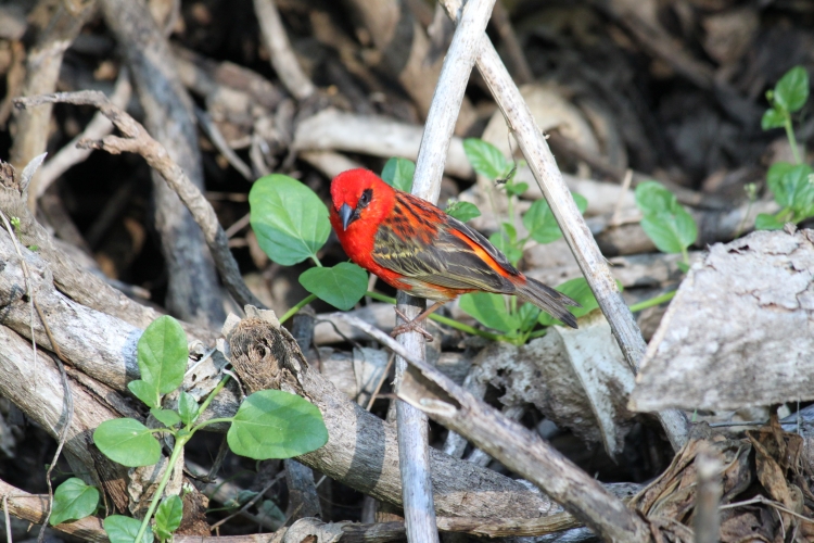 Bird Island - Madagascar Fody