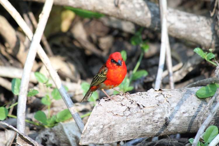 Bird Island - Madagascar Fody