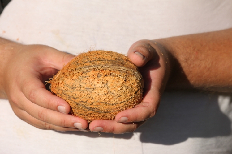 Opening a coconut