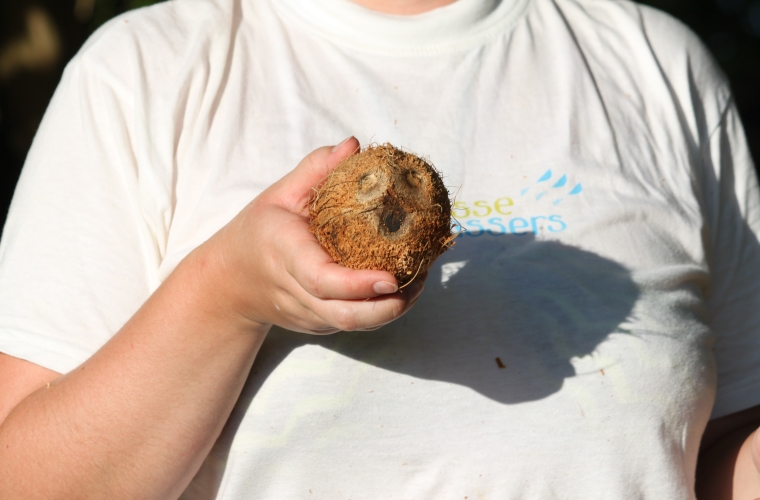 Opening a coconut