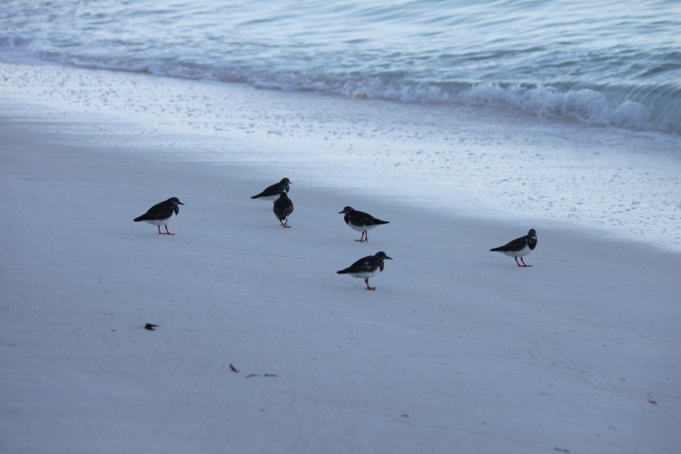 Bird Island - Sanderlings