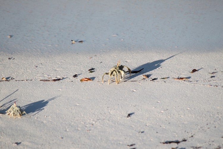 Bird Island - Crab