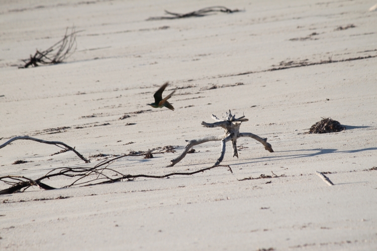 Bird Island - Bee-eater