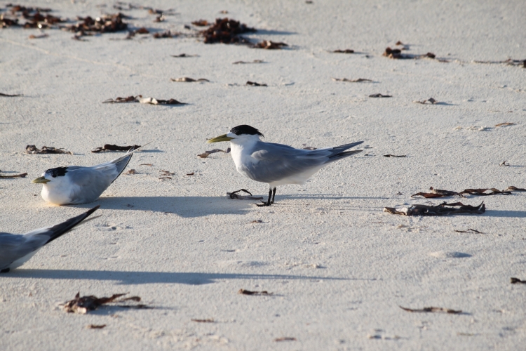 Bird Island - Greater Crested Tern