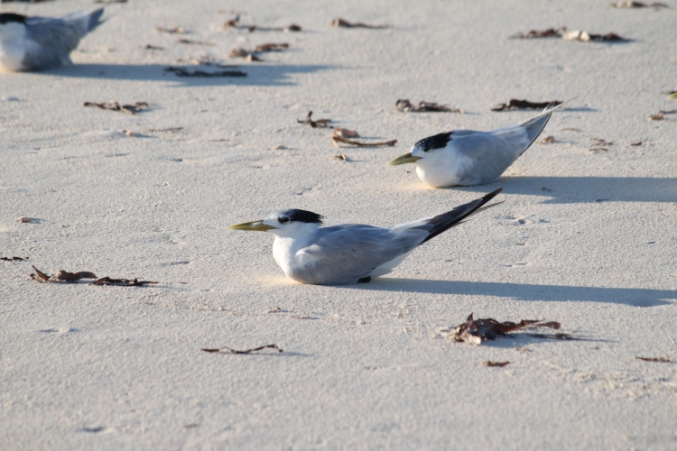 Bird Island - Greater Crested Tern