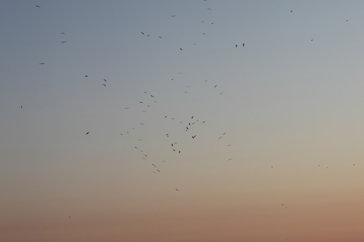 Bird Island - Sunset