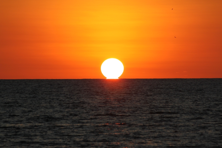 Bird Island - Sunset