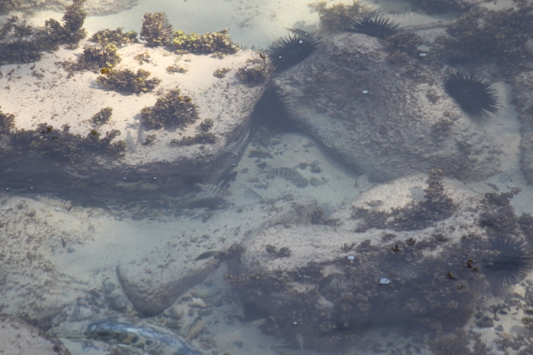 Sunset Beach - Sea urchins and more