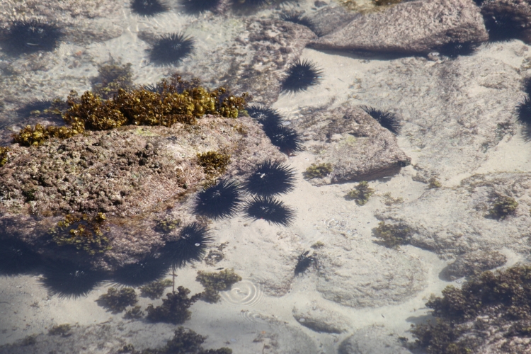 Sunset Beach - Sea urchins and more