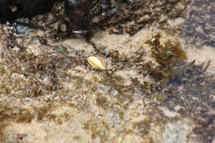 Sunset Beach - Hermit crab