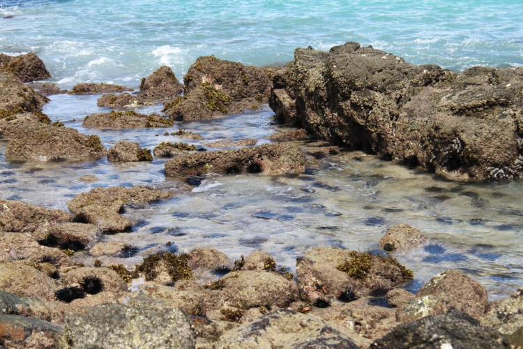 Sunset Beach - Sea urchins